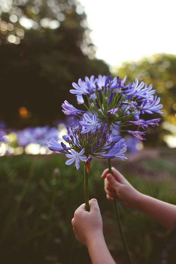 Blumen pflücken in der Kindertagespflege Zwergenbande